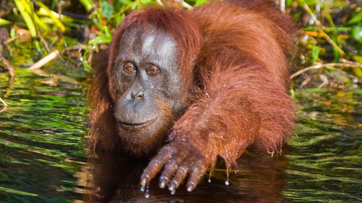 Ošetřovatel se vrhl za tonoucím orangutanem. Došlo i na resuscitaci